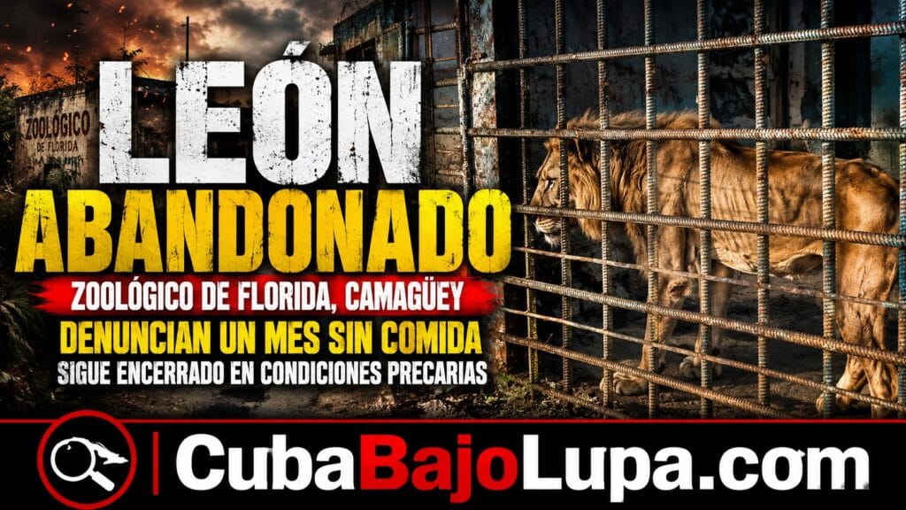 UN LEÓN LLEVA AL MENOS UN MES SIN COMER EN UN ZOOLÓGICO DE CAMAGÜEY