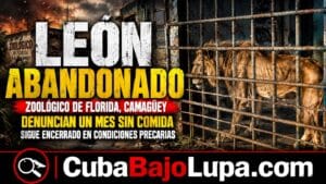 UN LEÓN LLEVA AL MENOS UN MES SIN COMER EN UN ZOOLÓGICO DE CAMAGÜEY