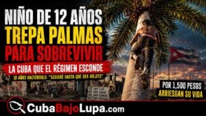 NIÑO DE 12 AÑOS EN CUBA SALE ANTES DEL AMANECER PARA GANARSE LA VIDA DESMOCHANDO PALMAS