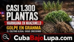 RÉGIMEN DETECTA SEMBRADO DE CASI 1.300 PLANTAS DE MARIHUANA EN MANZANILLO