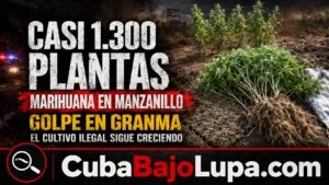 RÉGIMEN DETECTA SEMBRADO DE CASI 1.300 PLANTAS DE MARIHUANA EN MANZANILLO
