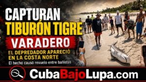 CAPTURAN GRAN TIBURÓN TIGRE EN LA PLAYA DE VARADERO: «NOS PASÓ SUPER CERCA CUANDO NOS BAÑÁBAMOS CON LA NIÑA»
