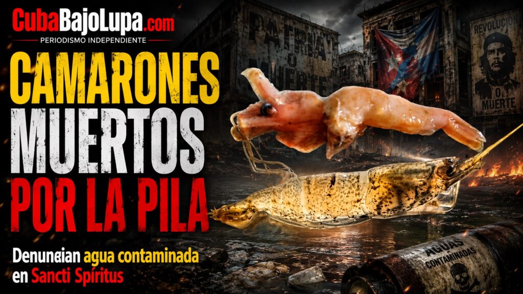 “CON PESTE Y CAMARONES MUERTOS”: DENUNCIAN AGUA PODRIDA EN SANCTI SPÍRITUS