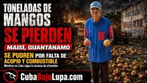 TONELADAS DE MANGOS SE PUDREN EN EL LA TIERRA EN GUANTÁNAMO MIENTRAS EN CUBA FALTA COMIDA