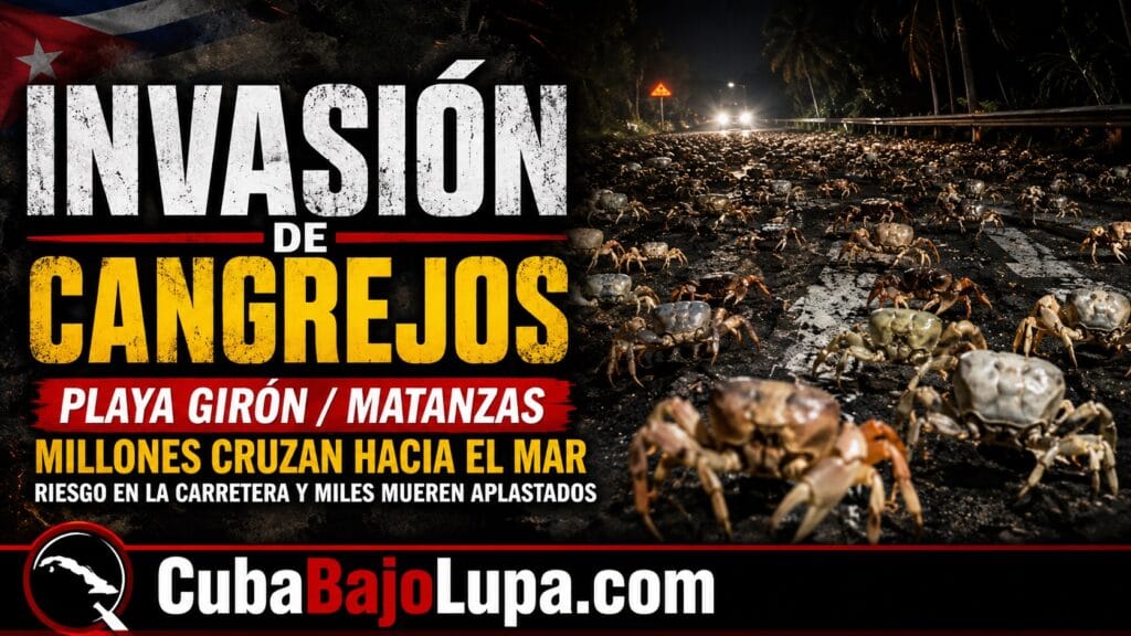 MILLONES DE CANGREJOS TOMAN LAS CARRETERAS DEL SUR DE CUBA