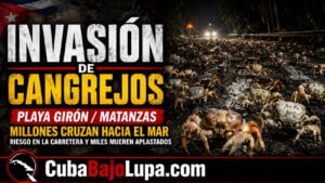 MILLONES DE CANGREJOS TOMAN LAS CARRETERAS DEL SUR DE CUBA