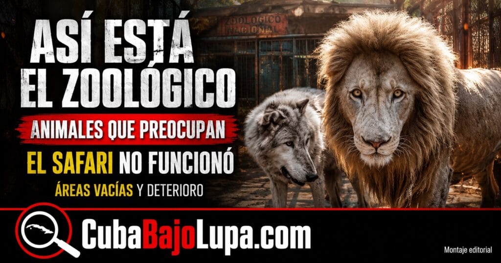 “PARECE UN ZOOLÓGICO DESPUÉS DE UNA GUERRA”: CUBANA RECORRE EL ZOOLÓGICO NACIONAL EN LA HABANA Y SE QUEDA SIN PALARAS