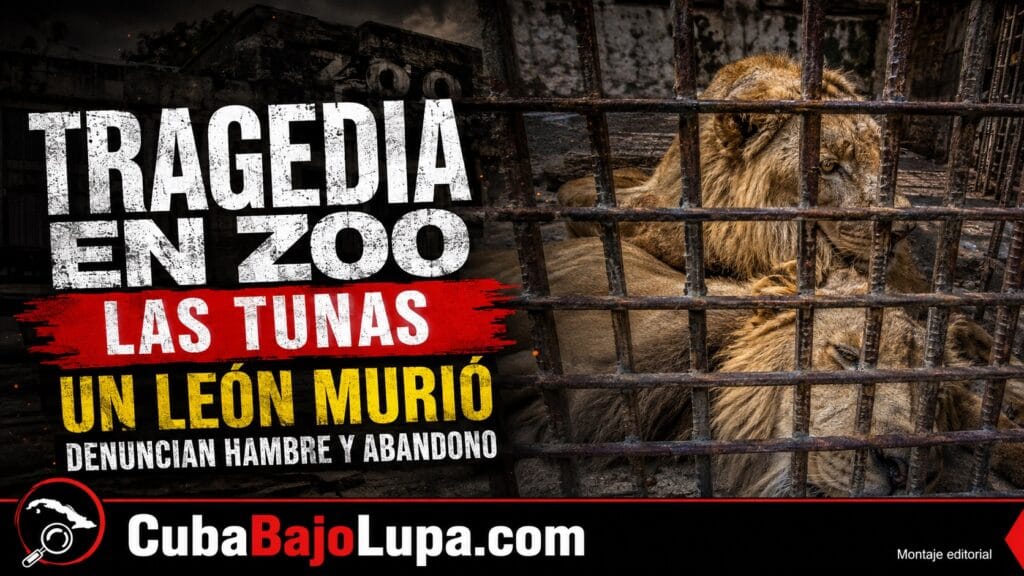 MUERE UN LEÓN DEL ZOOLÓGICO DE LAS TUNAS TRAS SER ATACADO POR OTRO EN LA PROPIA JAULA: DENUNCIAN QUE LLEVABAN 15 DÍAS SIN COMER