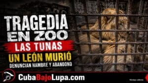 MUERE UN LEÓN DEL ZOOLÓGICO DE LAS TUNAS TRAS SER ATACADO POR OTRO EN LA PROPIA JAULA: DENUNCIAN QUE LLEVABAN 15 DÍAS SIN COMER