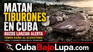 CAPTURAS DE TIBURONES EN CUBA PREOCUPAN A BUZOS: “NO PODEMOS QUEDARNOS CALLADOS”