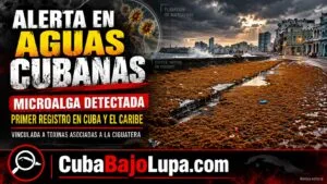 DETECTAN POR PRIMERA VEZ EN CUBA UNA PELIGROSA MICROALGA ASOCIADA A LA CIGUATERA