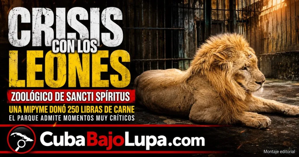 ZOOLÓGICO DE SANCTI SPÍRITUS ADMITE «MOMENTOS CRÍTICOS» PARA ALIMENTAR A SUS LEONES Y RECURRE A MIPYMES EN BUSCA DE AYUDA