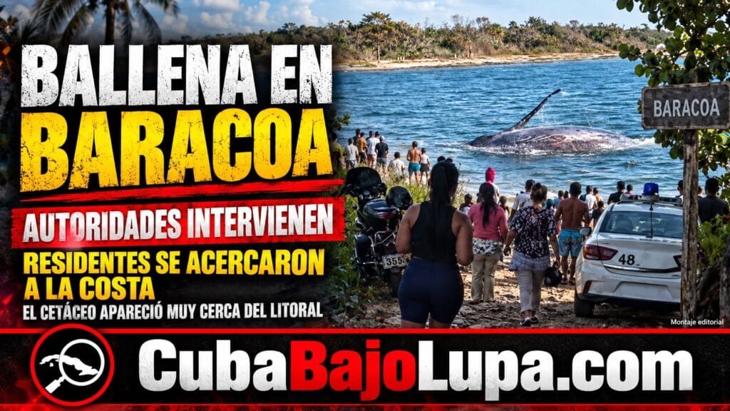 BALLENA QUEDA VARADA EN LAS COSTAS DE BARACOA Y LA POLICÍA TERMINA INTERVINIENDO PARA QUE NO LA MATEN PARA LLEVARSE SU CARNE