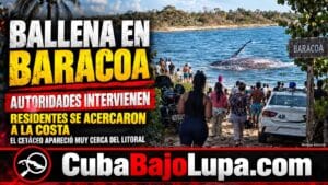 BALLENA QUEDA VARADA EN LAS COSTAS DE BARACOA Y LA POLICÍA TERMINA INTERVINIENDO PARA QUE NO LA MATEN PARA LLEVARSE SU CARNE