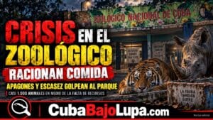 CRISIS EN EL ZOOLÓGICO NACIONAL DE CUBA: RACIONAN COMIDA DE LOS ANIMALES Y FRENAN LA REPRODUCCIÓN PARA EVITAR QUE MUERAN DE HAMBRE
