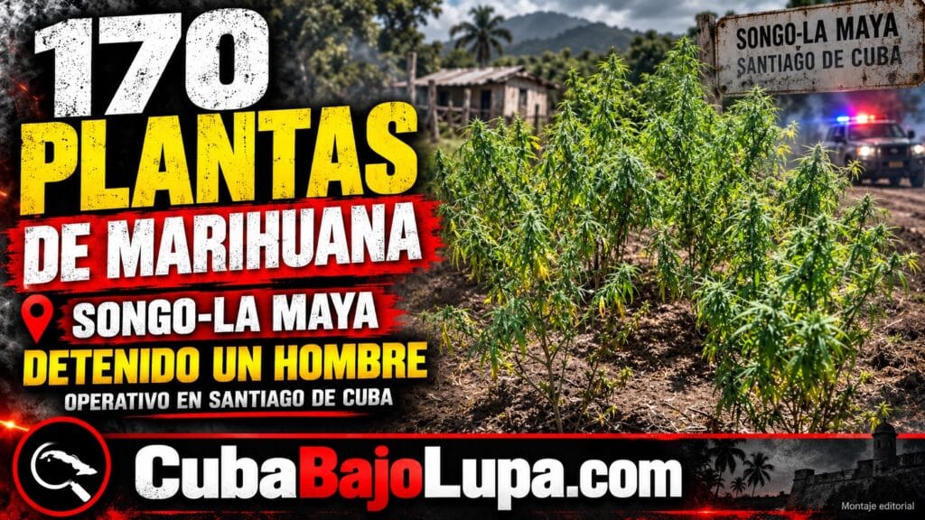 NUEVO OPERATIVO ANTIDROGAS EN SANTIAGO DE CUBA: OCUPAN UNAS 170 PLANTAS DE MARIHUANA EN UNA VIVIENDA PARTICULAR
