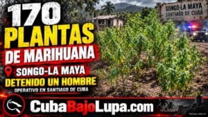 NUEVO OPERATIVO ANTIDROGAS EN SANTIAGO DE CUBA: OCUPAN UNAS 170 PLANTAS DE MARIHUANA EN UNA VIVIENDA PARTICULAR