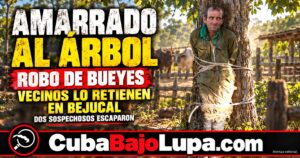 INTENTO DE ROBO DE BUEYES EN MAYABEQUE TERMINA CON UN SOSPECHOSO AMARRADO A UN ÁRBOL POR VECINOS